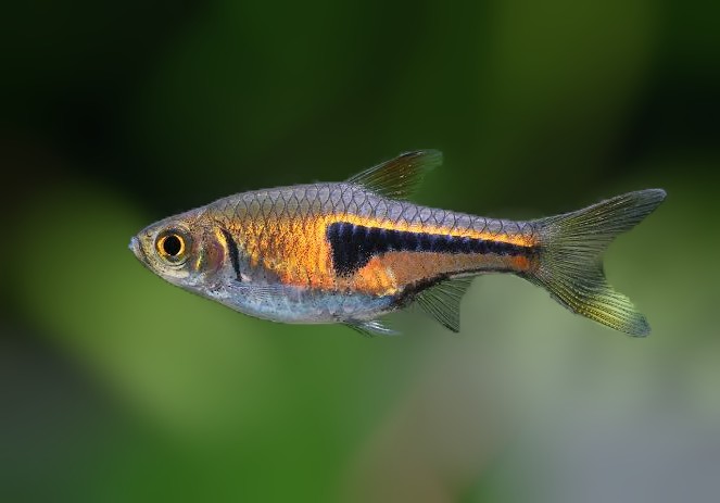 Espie Rasbora